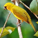 Cardinal flavert