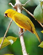 Yellow-green Grosbeak