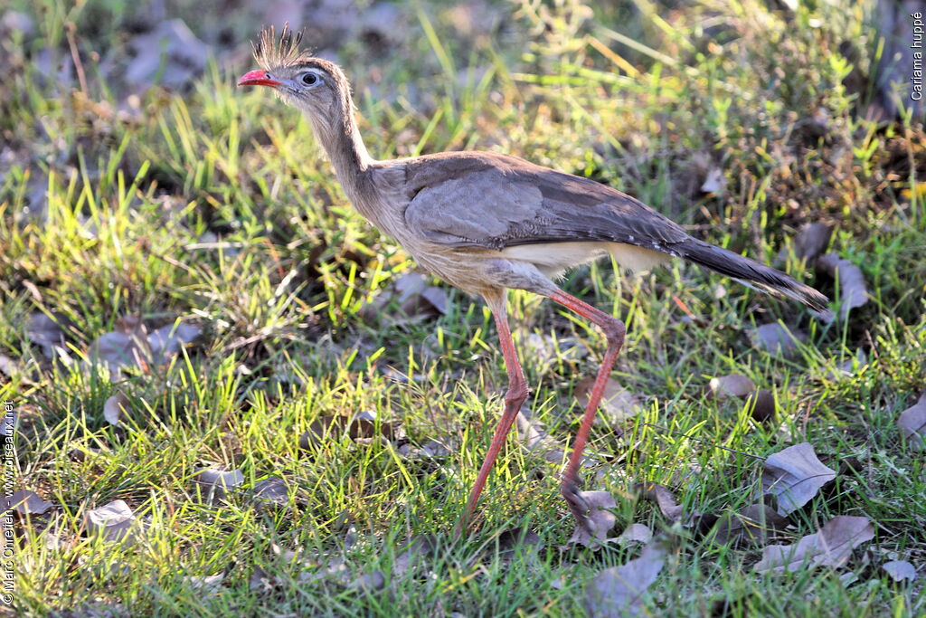 Cariama huppéadulte