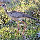 Cariama huppé