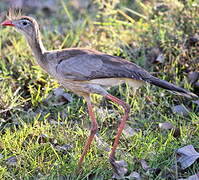 Red-legged Seriema