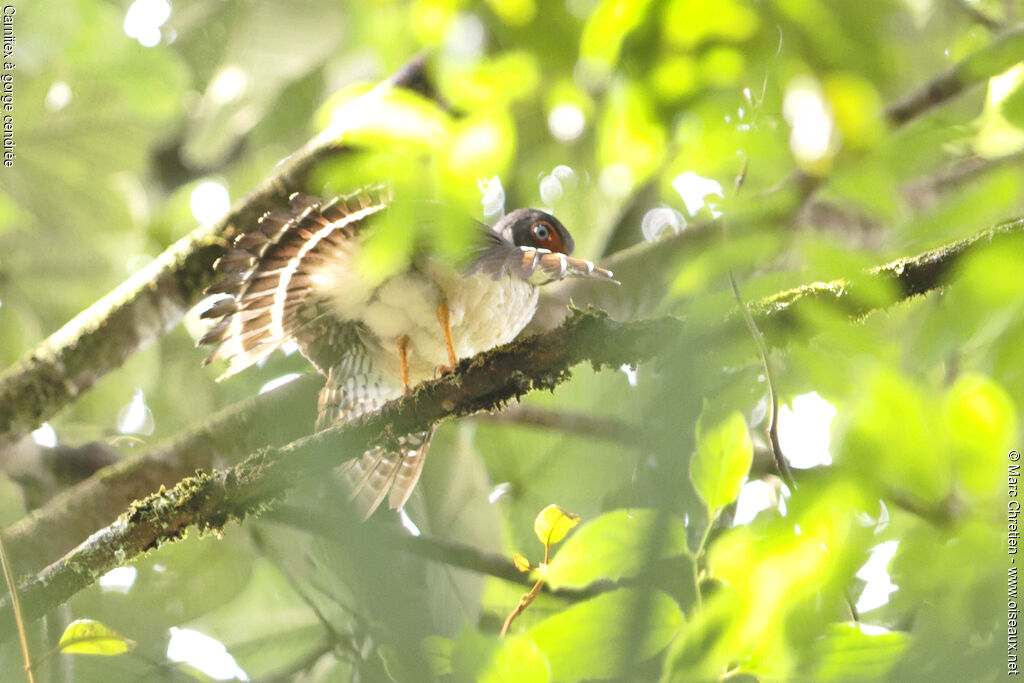 Lined Forest Falconadult