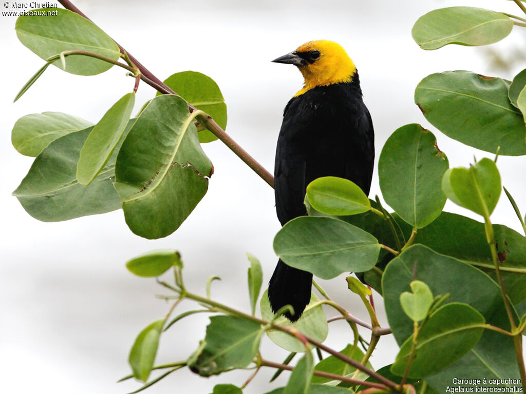 Yellow-hooded Blackbird male adult