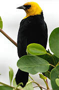 Yellow-hooded Blackbird