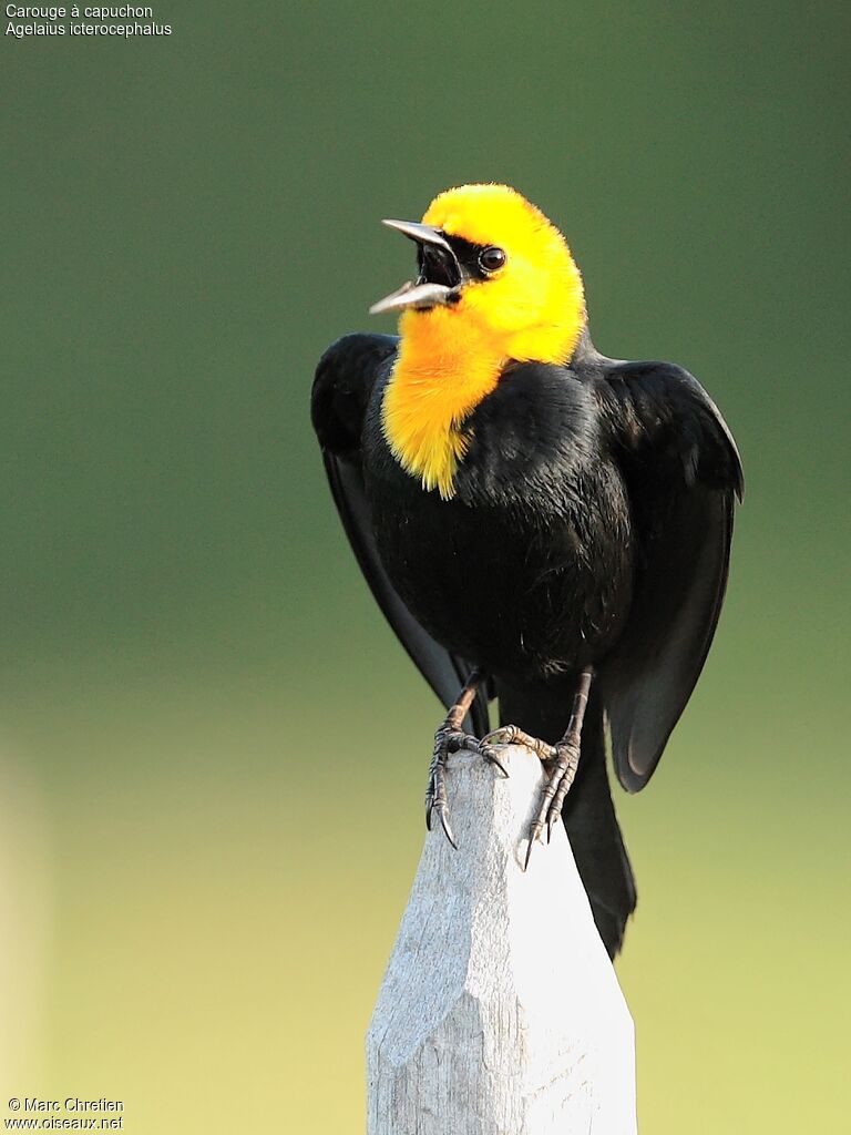 Yellow-hooded Blackbird male adult