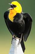 Yellow-hooded Blackbird