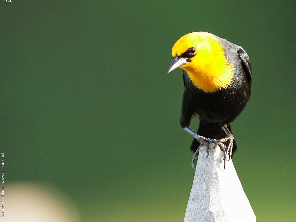 Yellow-hooded Blackbird