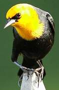 Yellow-hooded Blackbird