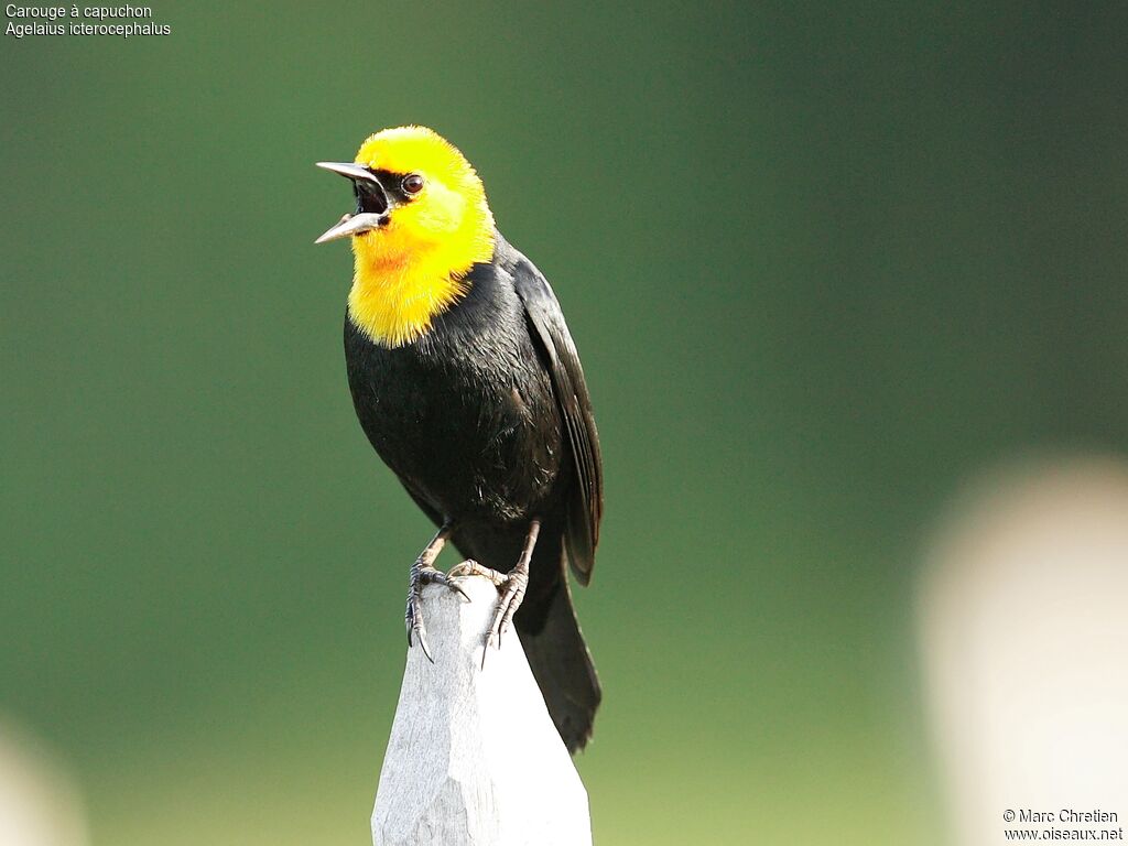 Yellow-hooded Blackbird