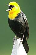 Yellow-hooded Blackbird