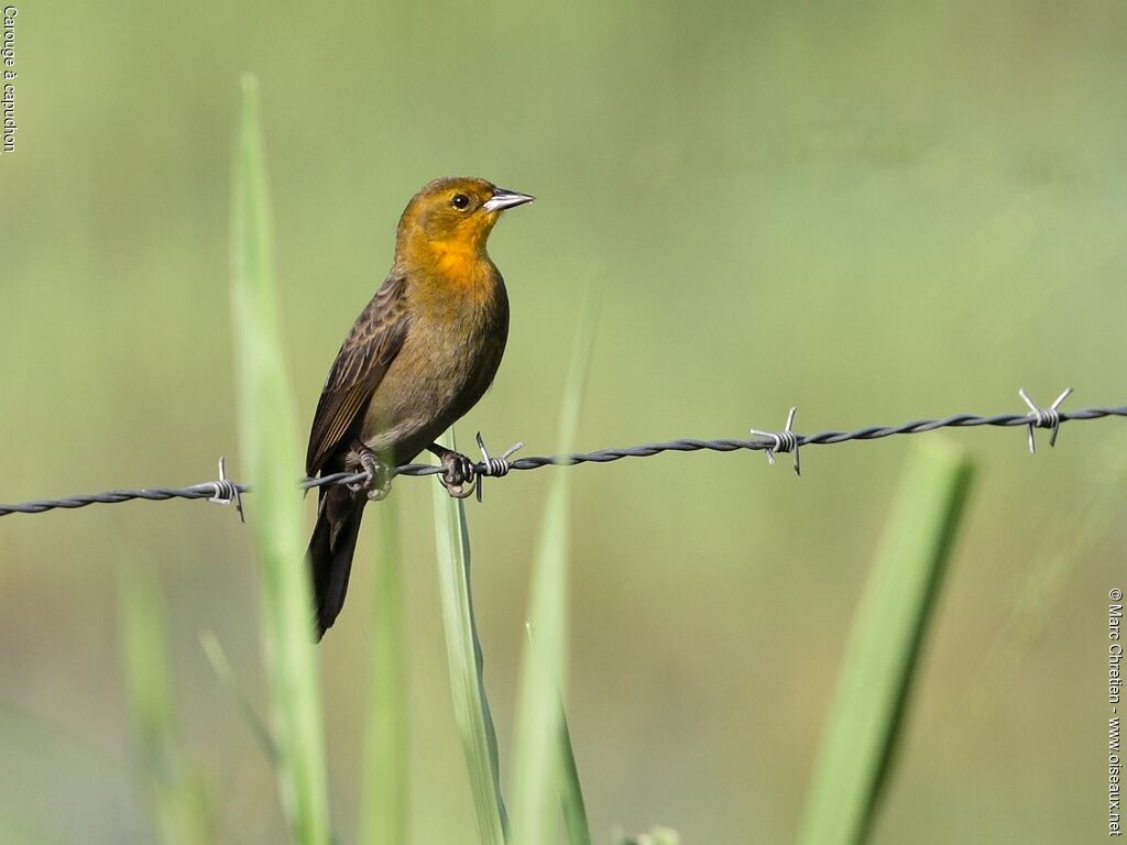 Yellow-hooded Blackbird female adult