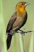 Yellow-hooded Blackbird