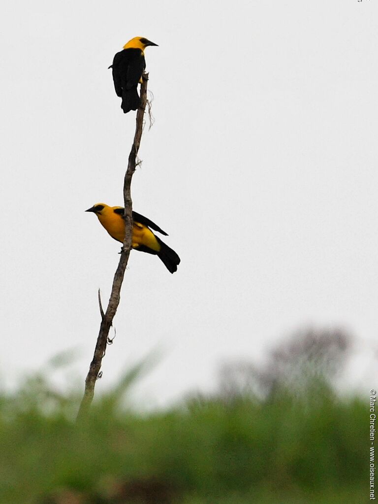 Oriole Blackbird