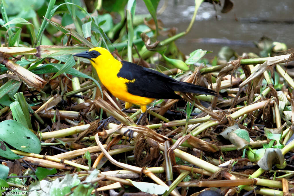 Oriole Blackbirdadult