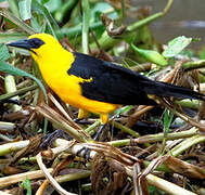 Oriole Blackbird