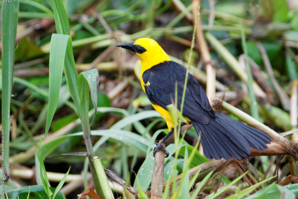 Oriole Blackbird