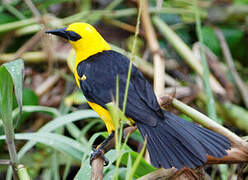 Oriole Blackbird