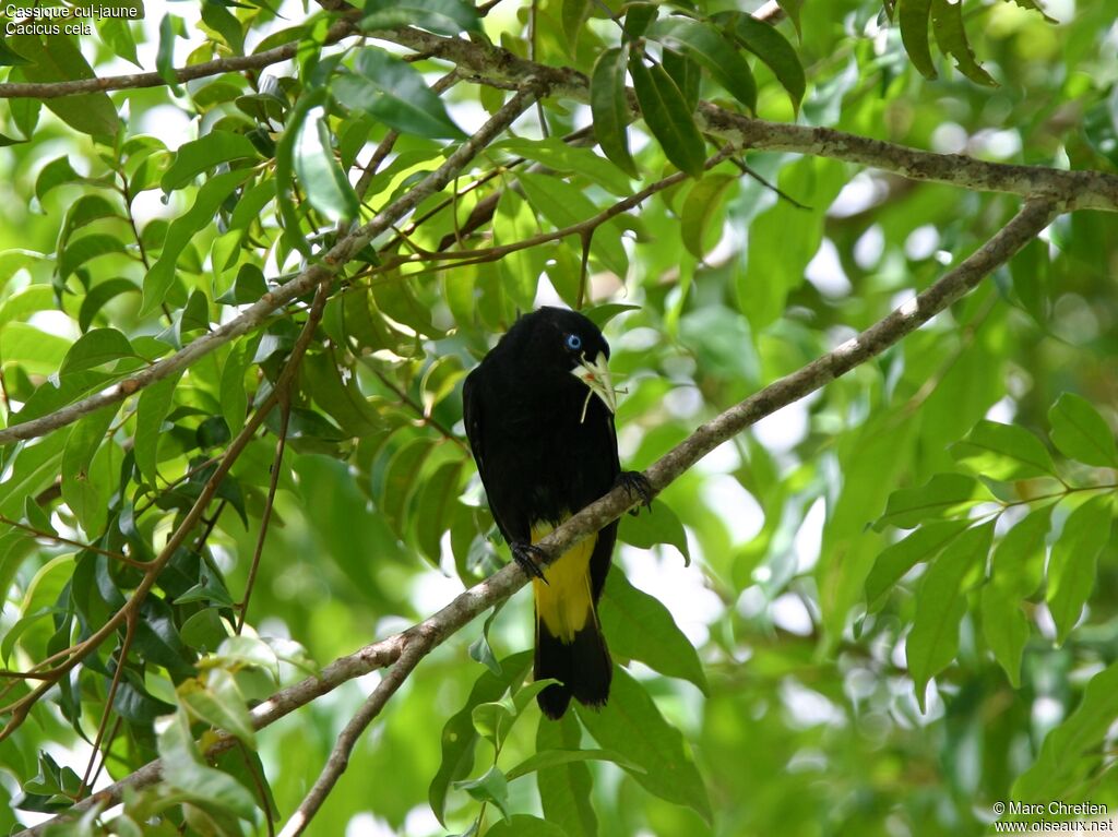 Yellow-rumped Cacique