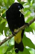 Yellow-rumped Cacique