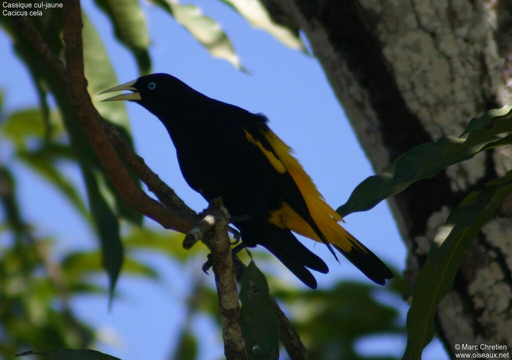 Cassique cul-jaune