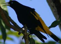 Yellow-rumped Cacique