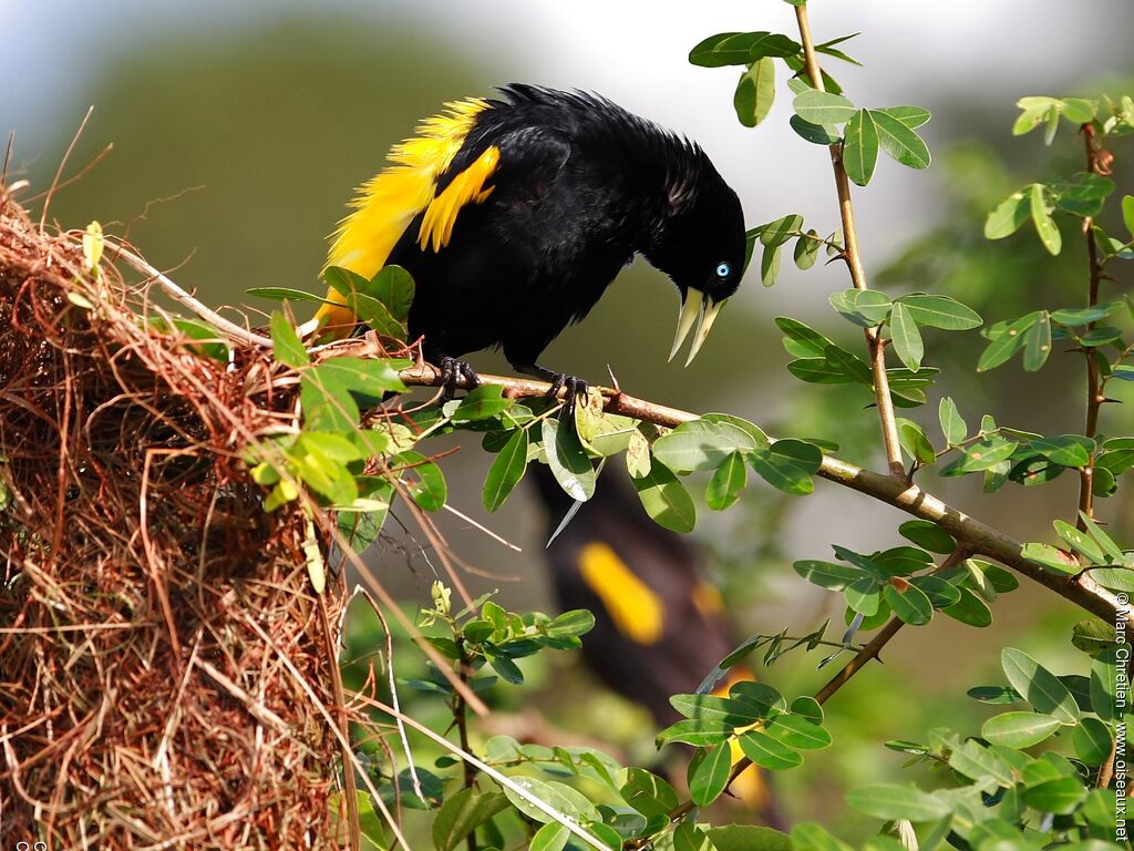 Yellow-rumped Cacique male adult