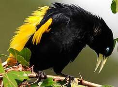 Yellow-rumped Cacique