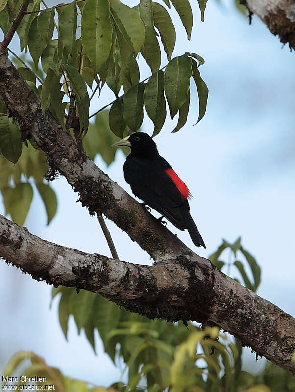 Red-rumped Cacique male adult, identification