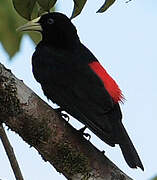 Red-rumped Cacique