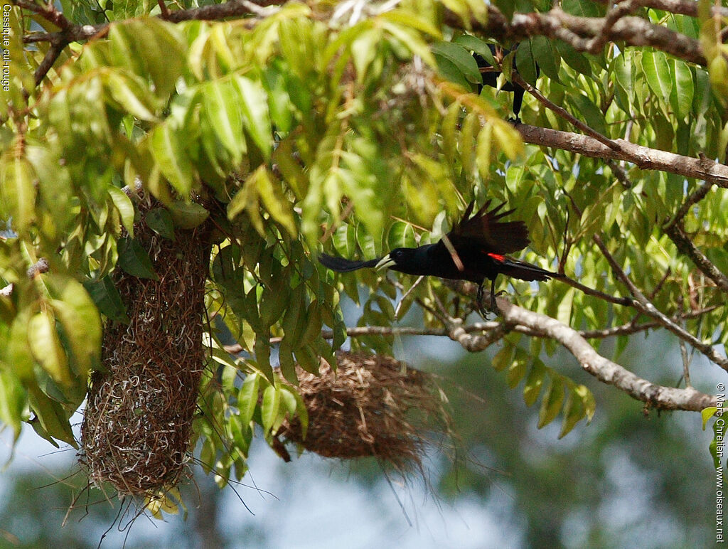 Red-rumped Cacique