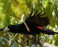 Red-rumped Cacique