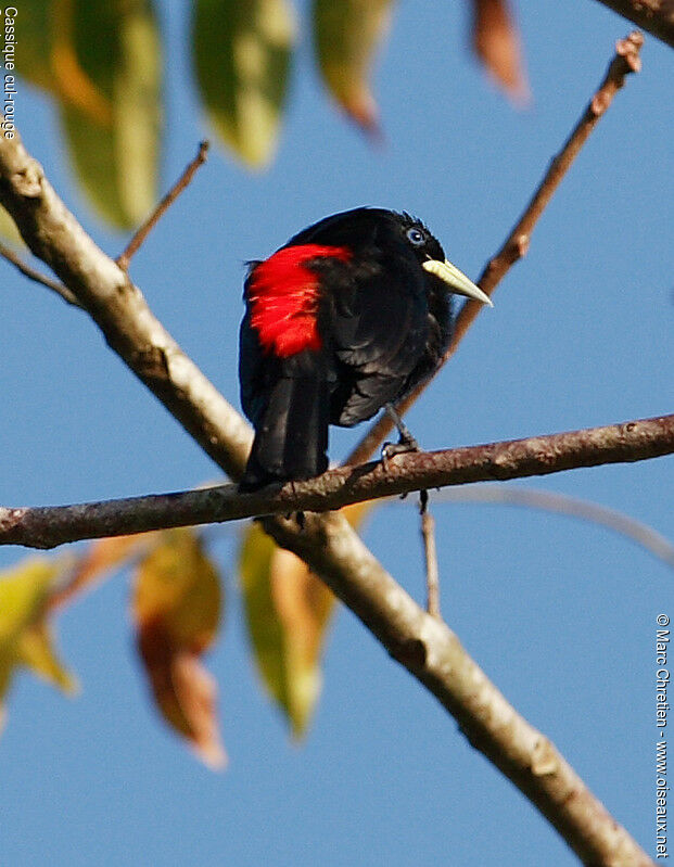 Red-rumped Cacique