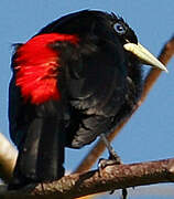 Red-rumped Cacique