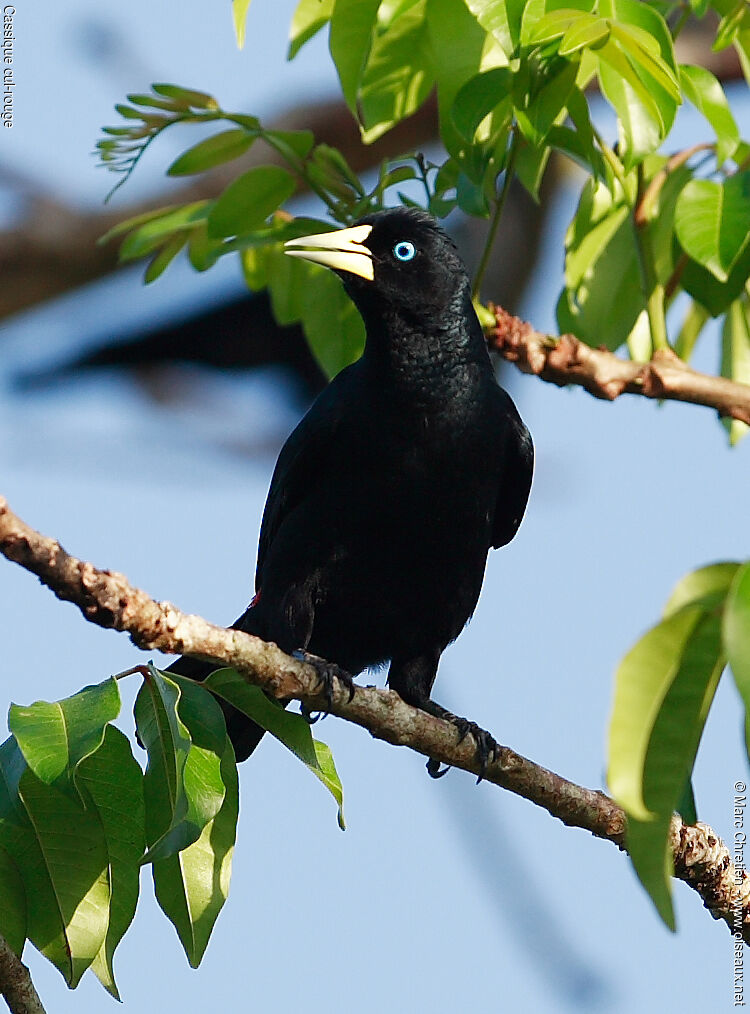 Red-rumped Cacique