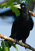 Red-rumped Cacique