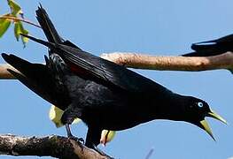 Red-rumped Cacique