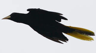 Crested Oropendola