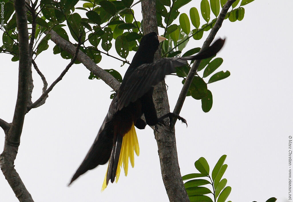 Crested Oropendola