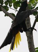 Crested Oropendola