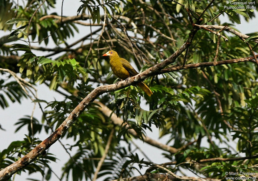 Green Oropendola