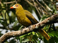 Green Oropendola