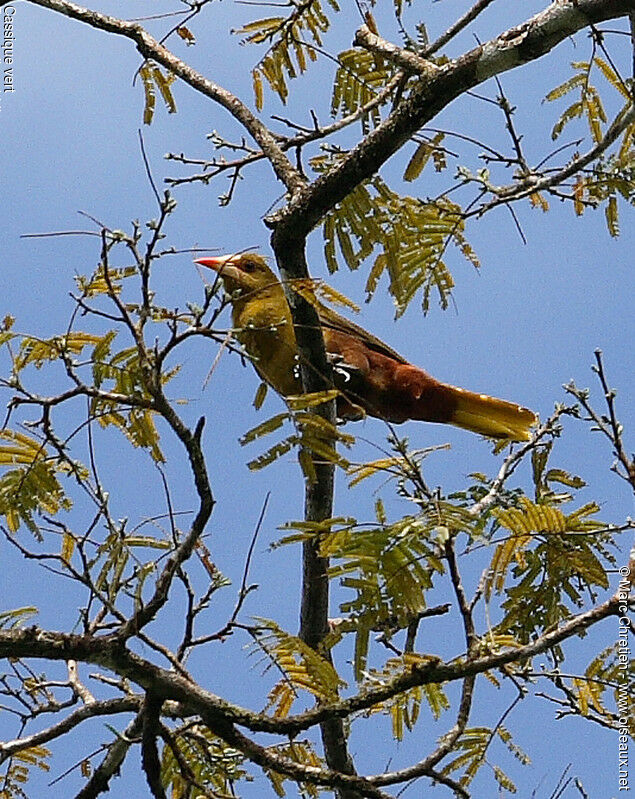 Green Oropendola