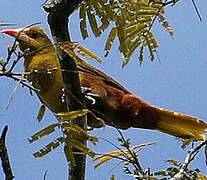 Green Oropendola