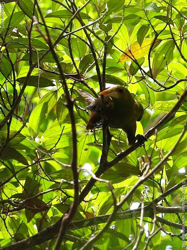 Green Oropendola