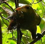 Green Oropendola