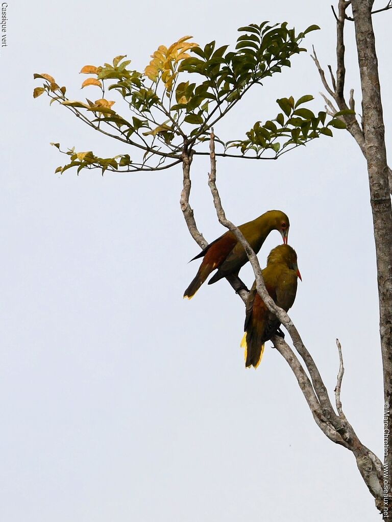 Green Oropendola adult