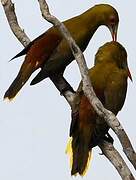 Green Oropendola