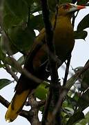 Green Oropendola