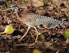 Sunbittern