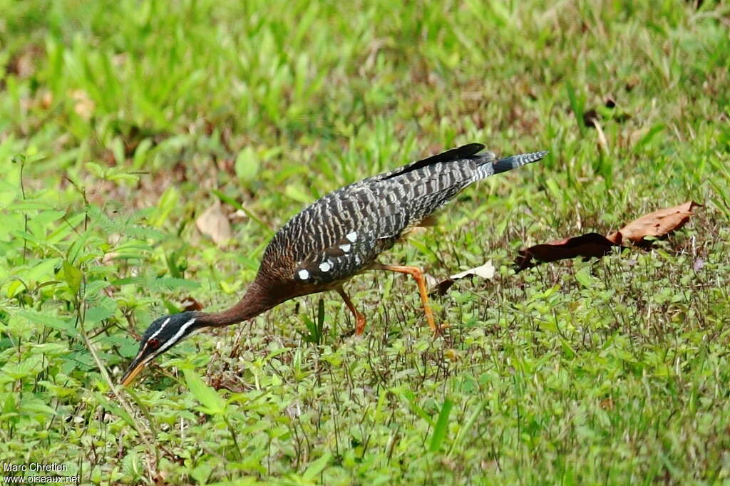 Caurale soleiladulte, pêche/chasse